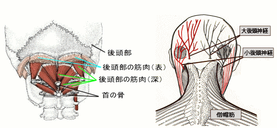 後頭部の筋肉、神経